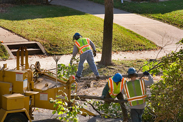 Best Local Tree Services  in Seagraves, TX